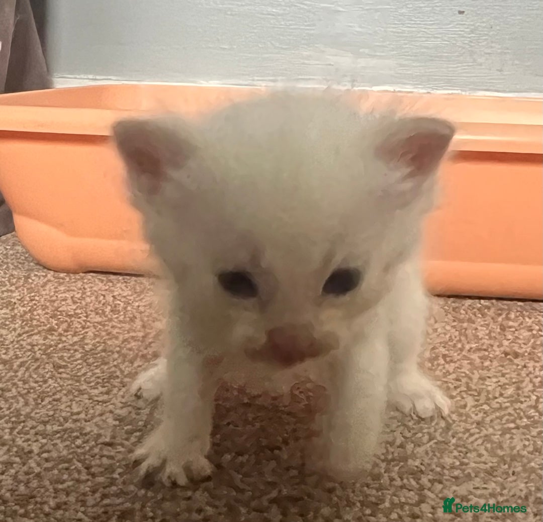 Mixed Breed cats for sale: Half Ragdoll Kittens - Image 6