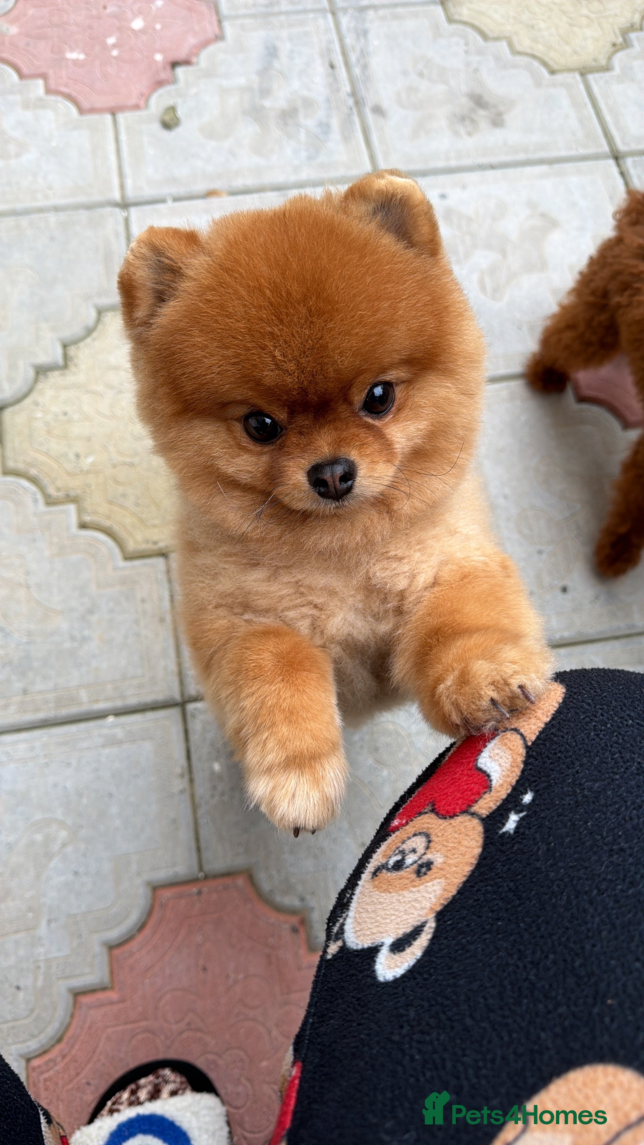 Pomeranian dogs Teddy bear Pom at 20 cm looking for 🏡 - Advert 6