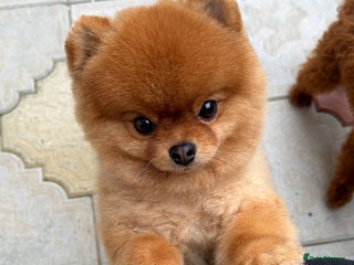 Pomeranian dogs Teddy bear Pom at 20 cm looking for 🏡 - Advert 15