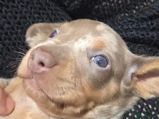 Dachshund dogs Gorgeous pedigree isabella & choc dapple dachshund - Advert 7