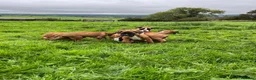 Boxer dogs for sale: Beautiful boxer puppies for sale.  in Londonderry - Advert 4