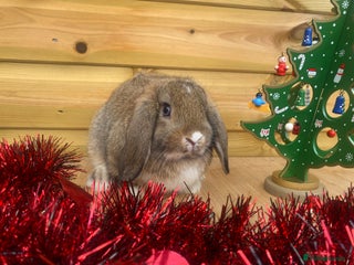 Mini Lop rabbits Mini lop bucks - Advert 8