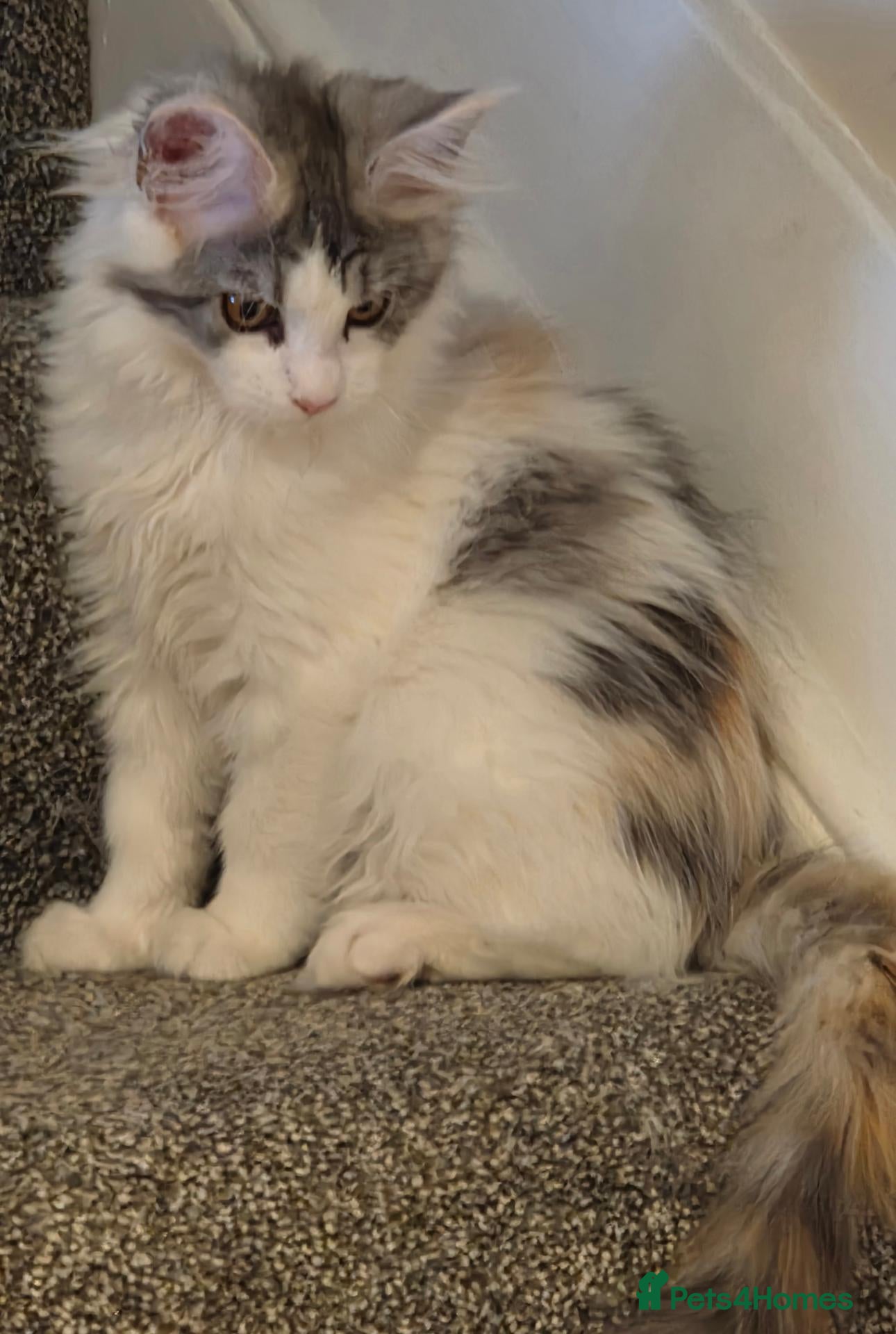 Maine Coon cats Beautiful Mainecoons  - Advert 2