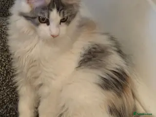 Maine Coon cats Beautiful Mainecoons - Advert 2
