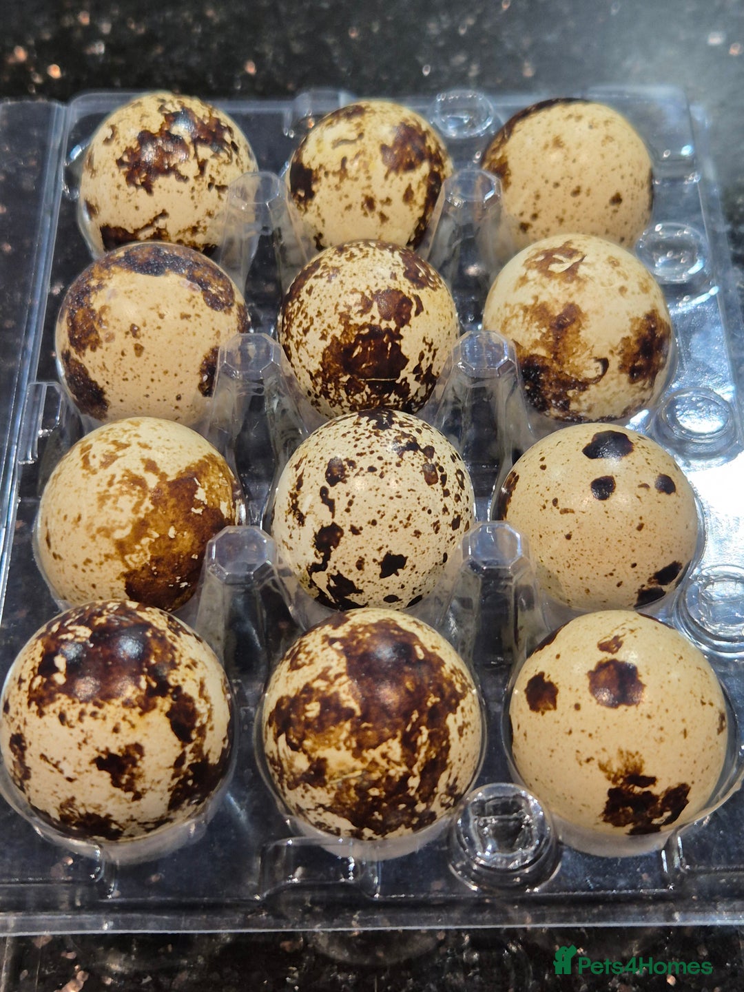 Quail poultry for sale: Quail eggs for hatching  - Image 3
