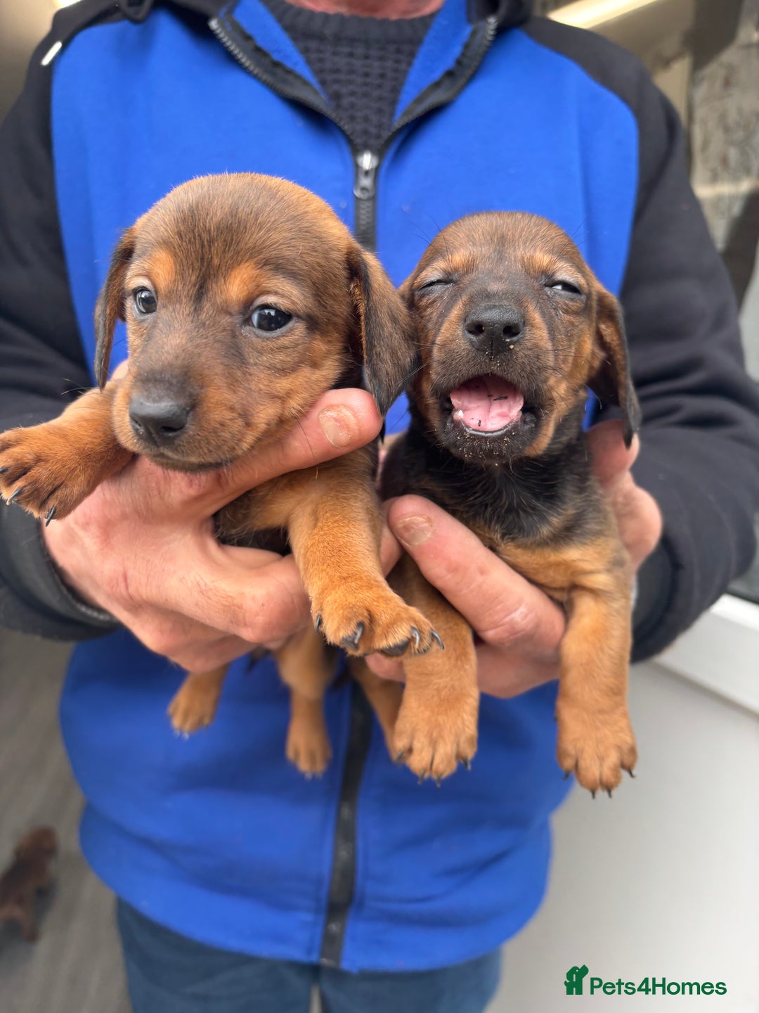 Mixed Breed dogs for sale: Minature Dacshund cross jack Russell  - Image 15