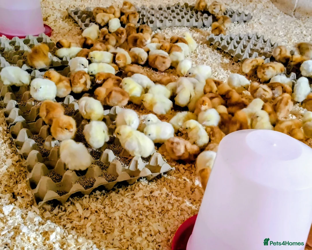 Chickens poultry for sale: Sexed day old chicks  - Advert 1