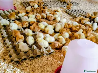 Chickens poultry Sexed day old chicks - Advert 1