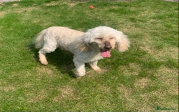Miniature Poodle dogs for sale: Cream Miniature Poodle 10 yrs old - Image 2