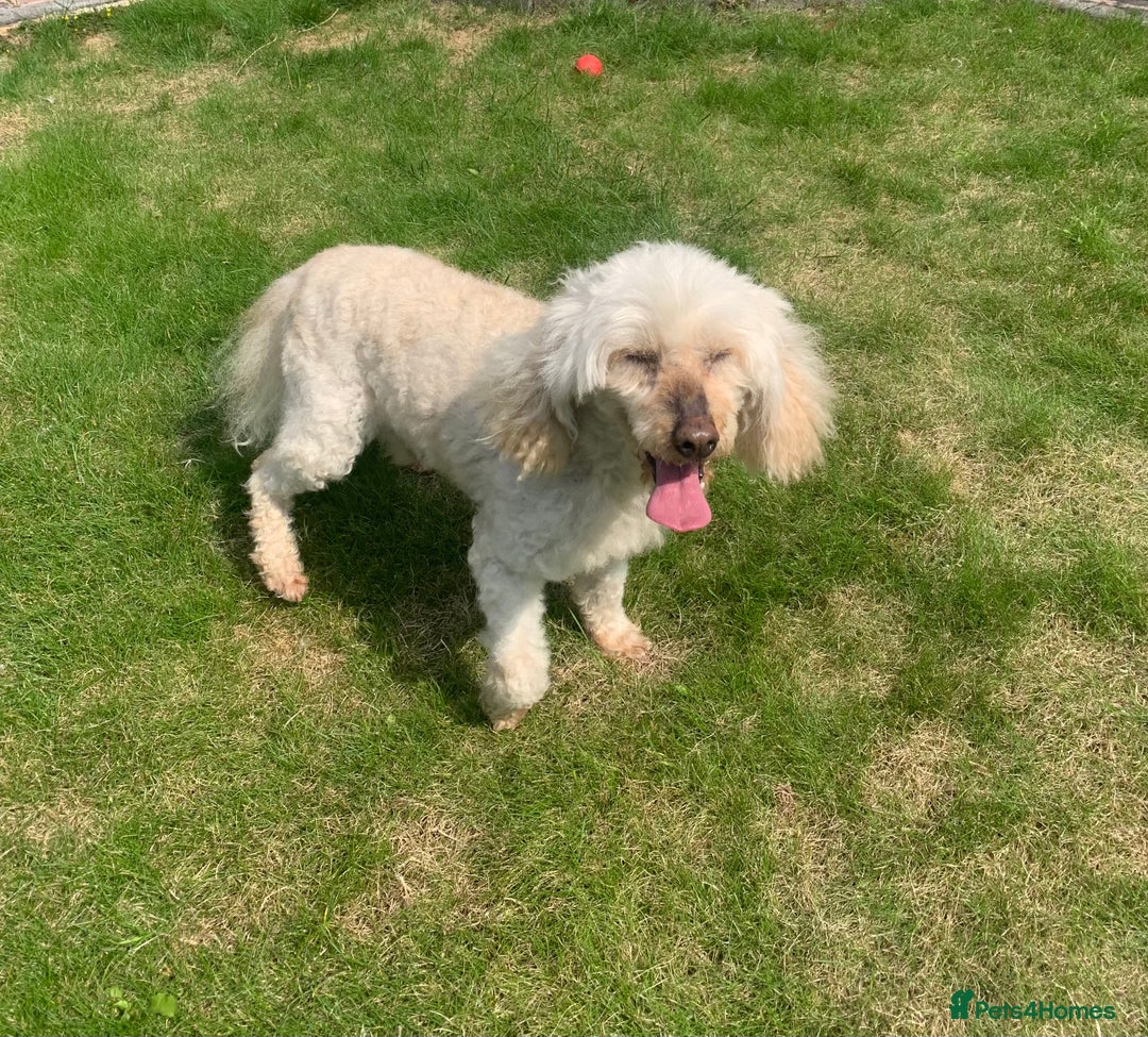 Miniature Poodle dogs for sale: Cream Miniature Poodle 10 yrs old - Image 2