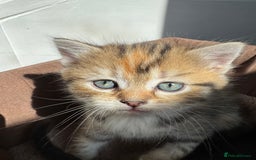 Persian cats for sale: mixed persian & bombay kittens  in Maidstone - Image 16