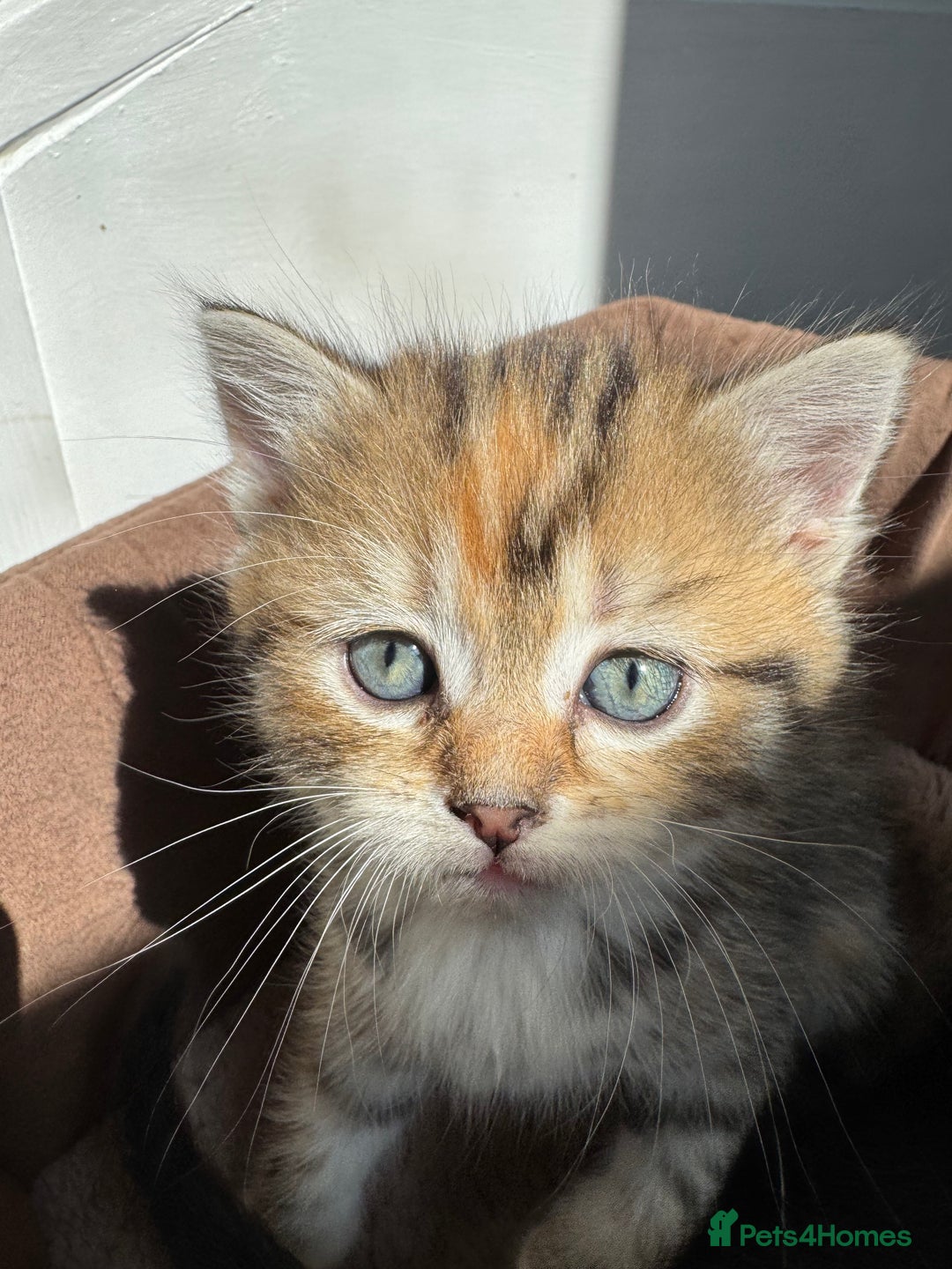 Persian cats for sale: mixed persian & bombay kittens  in Maidstone - Image 16