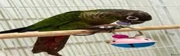 Conures birds for sale: GREEN CHEEK CONURE & PINEAPPLE CONURE - Advert 5