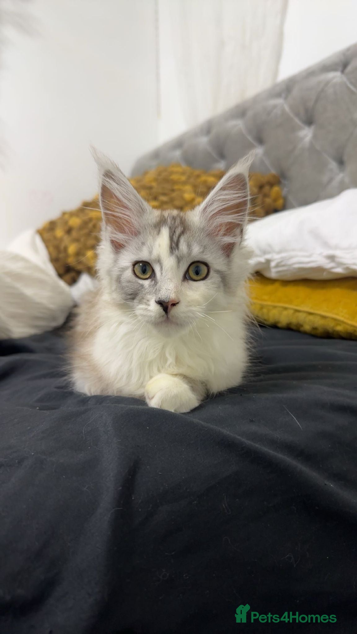 Maine Coon cats 3 female Maincoon kittens - ready to leave now - Advert 3