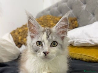 Maine Coon cats 3 female Maincoon kittens - ready to leave now - Advert 16