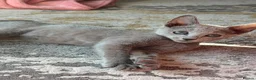 Russian Blue cats for sale: Top pedigree Instagram star Russian blue kittens - Advert 20
