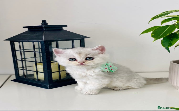 British Longhair cats for sale - Advert 2