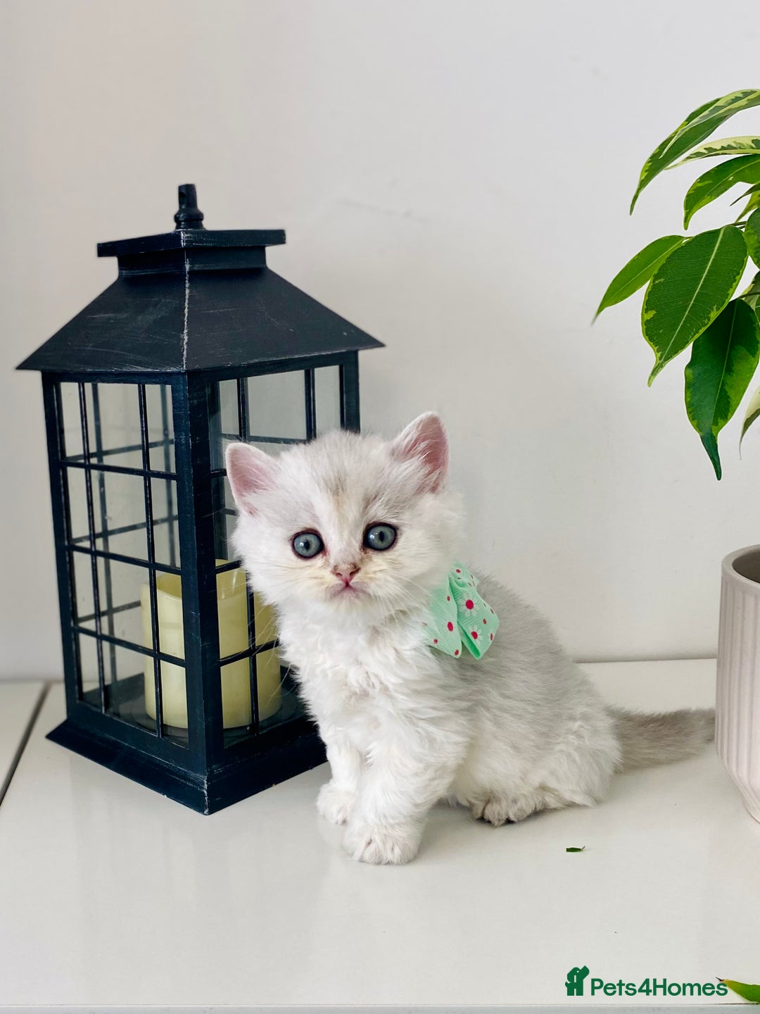 British Longhair cats for sale: British longhair and shorthair  - Image 1