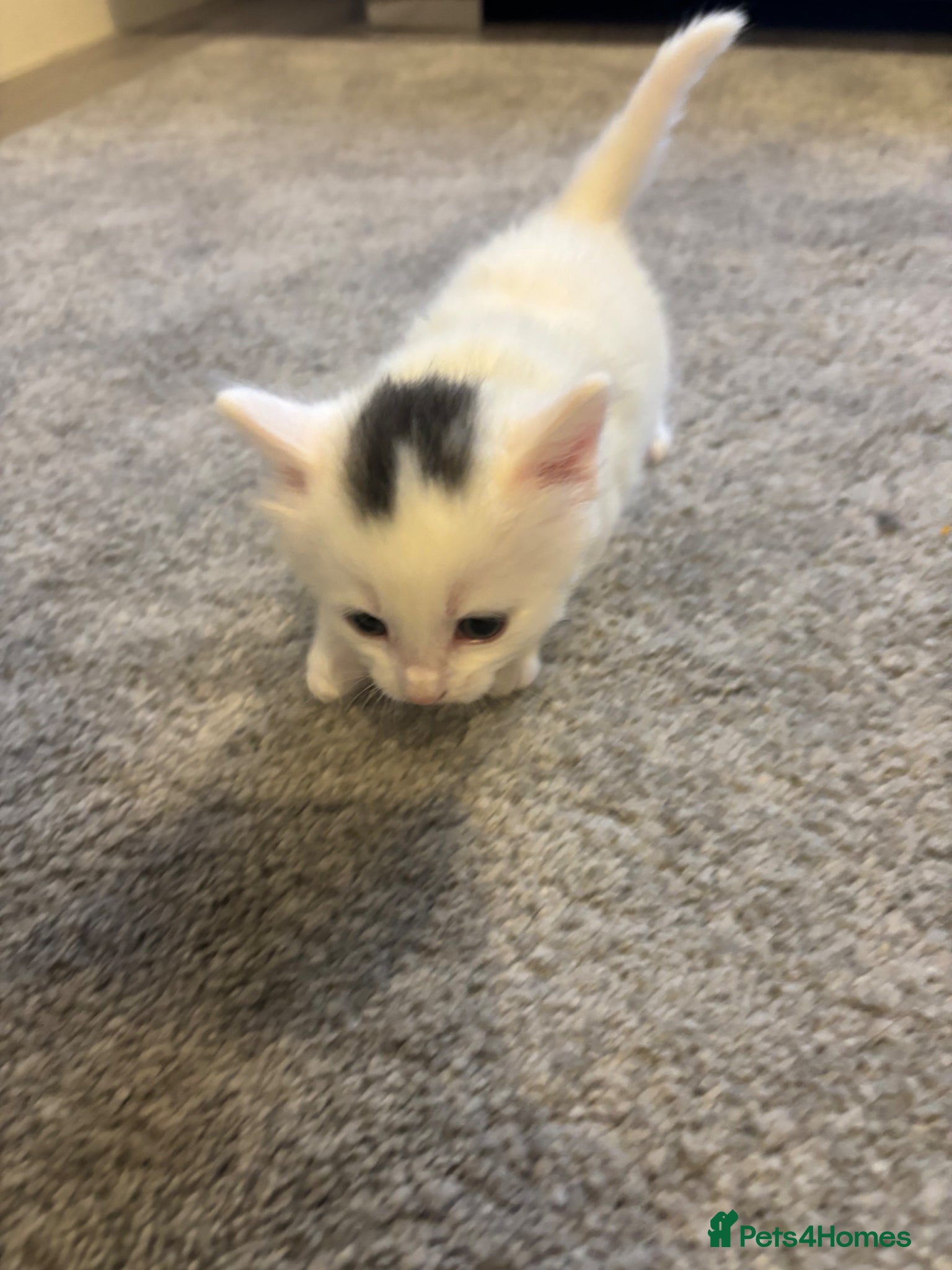 Mixed Breed cats Affectionate kittens  - Advert 5