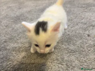 Mixed Breed cats Affectionate kittens - Advert 5