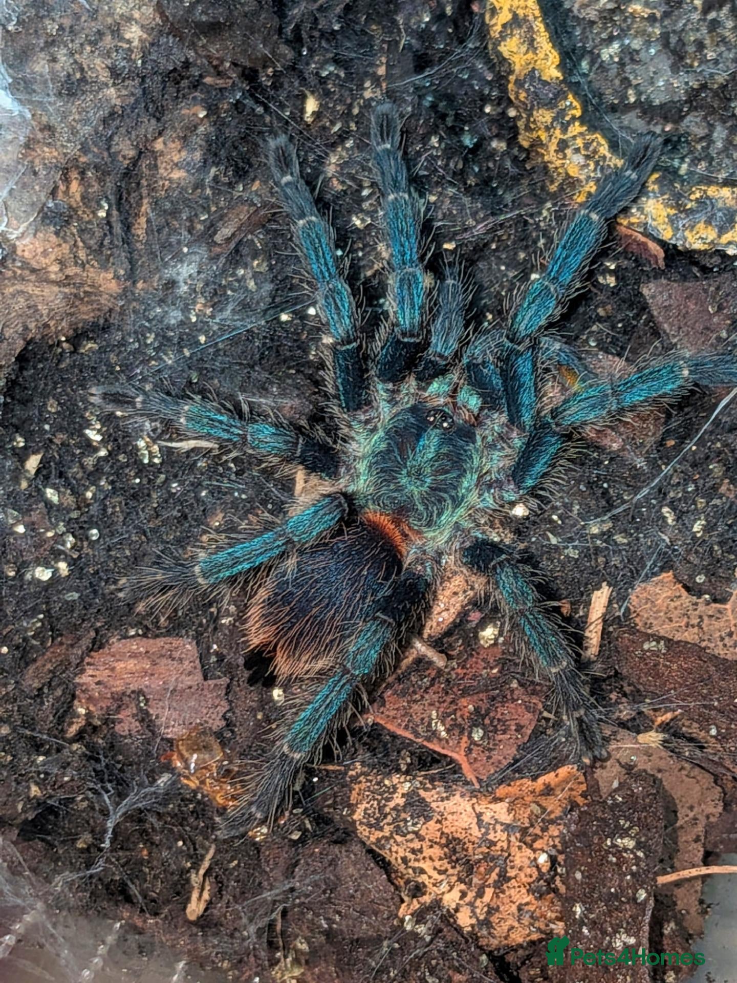 Tarantulas invertebrates Various Tarantulas (read description)  - Advert 2