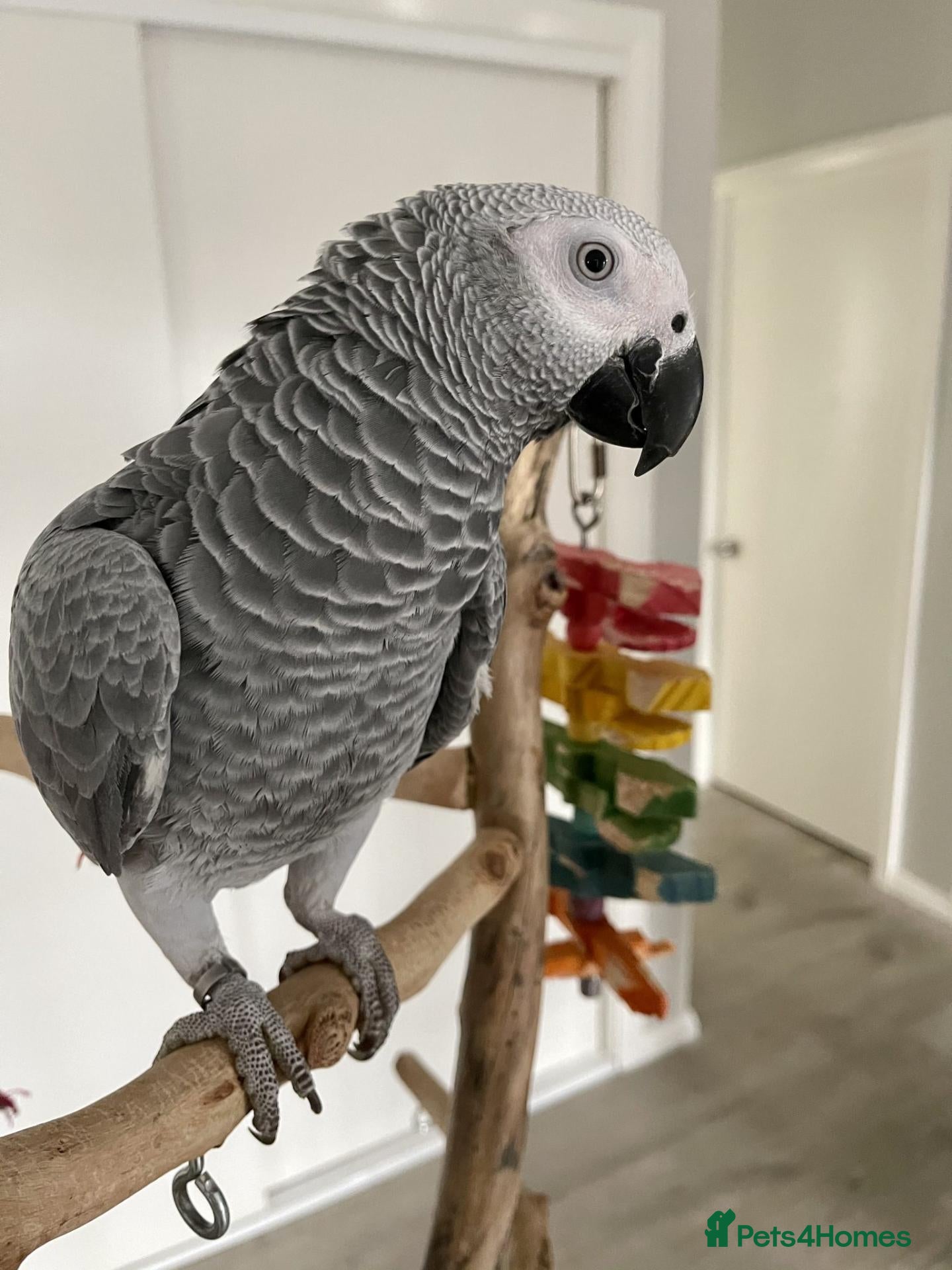 Conures birds  two stunning Sun Conures birds for sale  - Advert 20