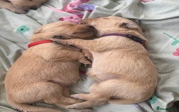Goldador dogs for sale: Beautiful litter off 11 goldador puppies  - Image 16