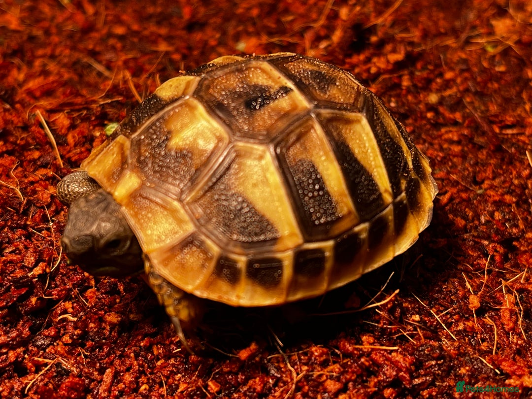 Tortoise reptiles for sale: Baby Herman Tortoise for sale - Advert 4