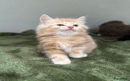 Scottish Fold cats for sale: Gorgeous fluffy Scottish Fold x DSH kittens - Image 19