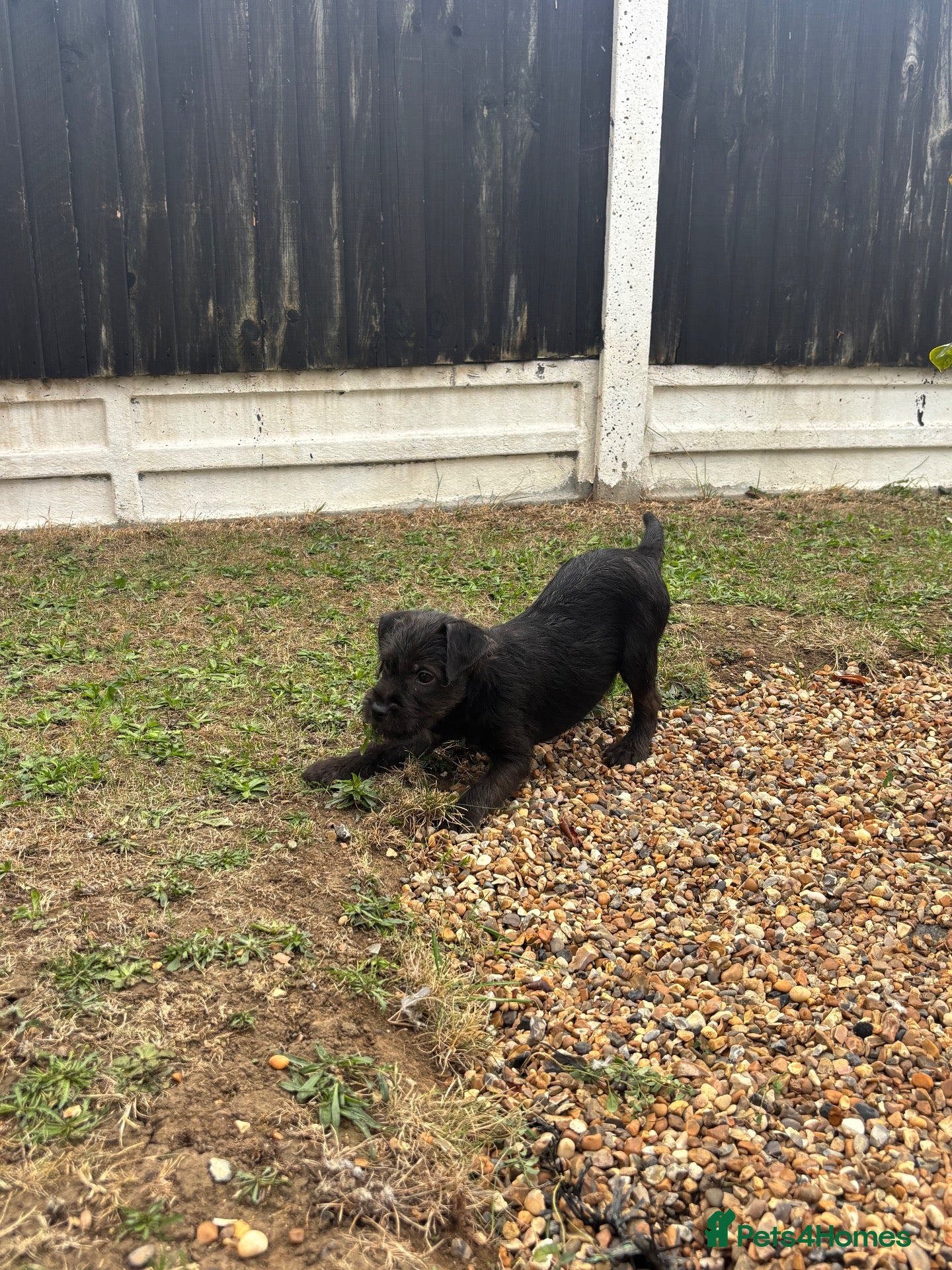 Patterdale Terrier dogs Patterdale terriers (3 BOYS LEFT) - Advert 2
