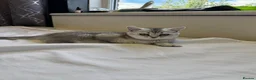 Scottish Fold cats for sale: Scottish Straight ears Kittens available  - Advert 38