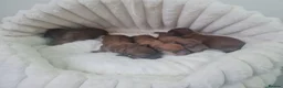 Dachshund dogs for sale: Pra clear 5 beautiful LH Dachshund puppies💗💗💗 - Advert 11