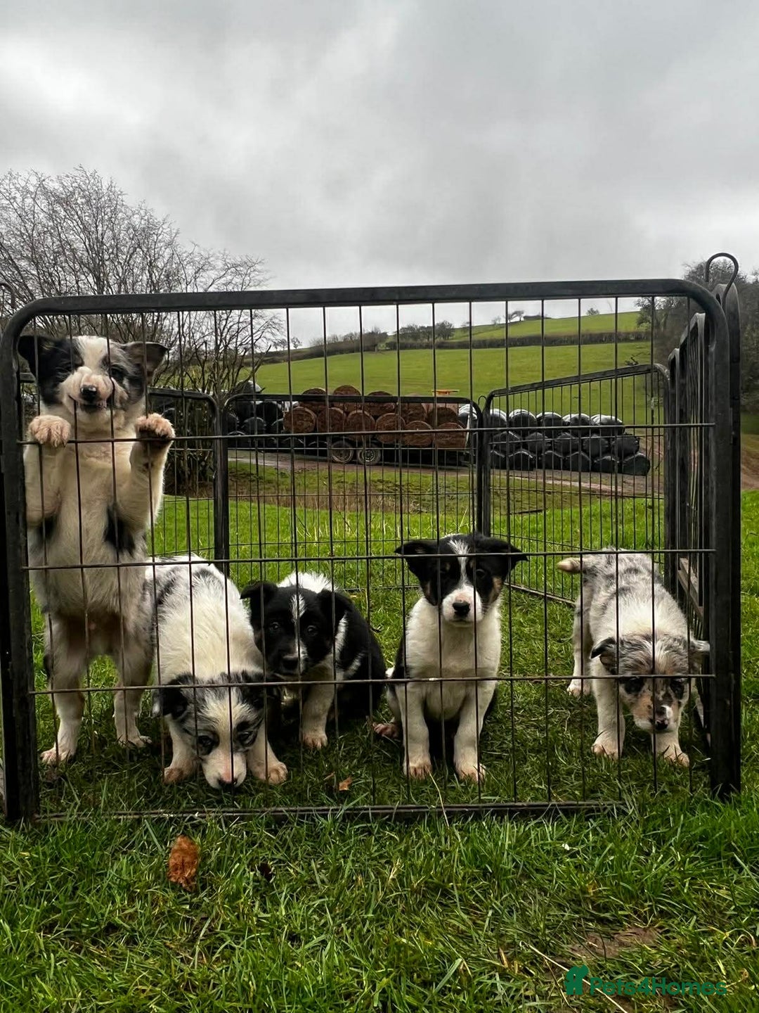 Border Collie dogs for sale: 5 Beautiful Blue Merle Border Collie Puppies - Advert 21