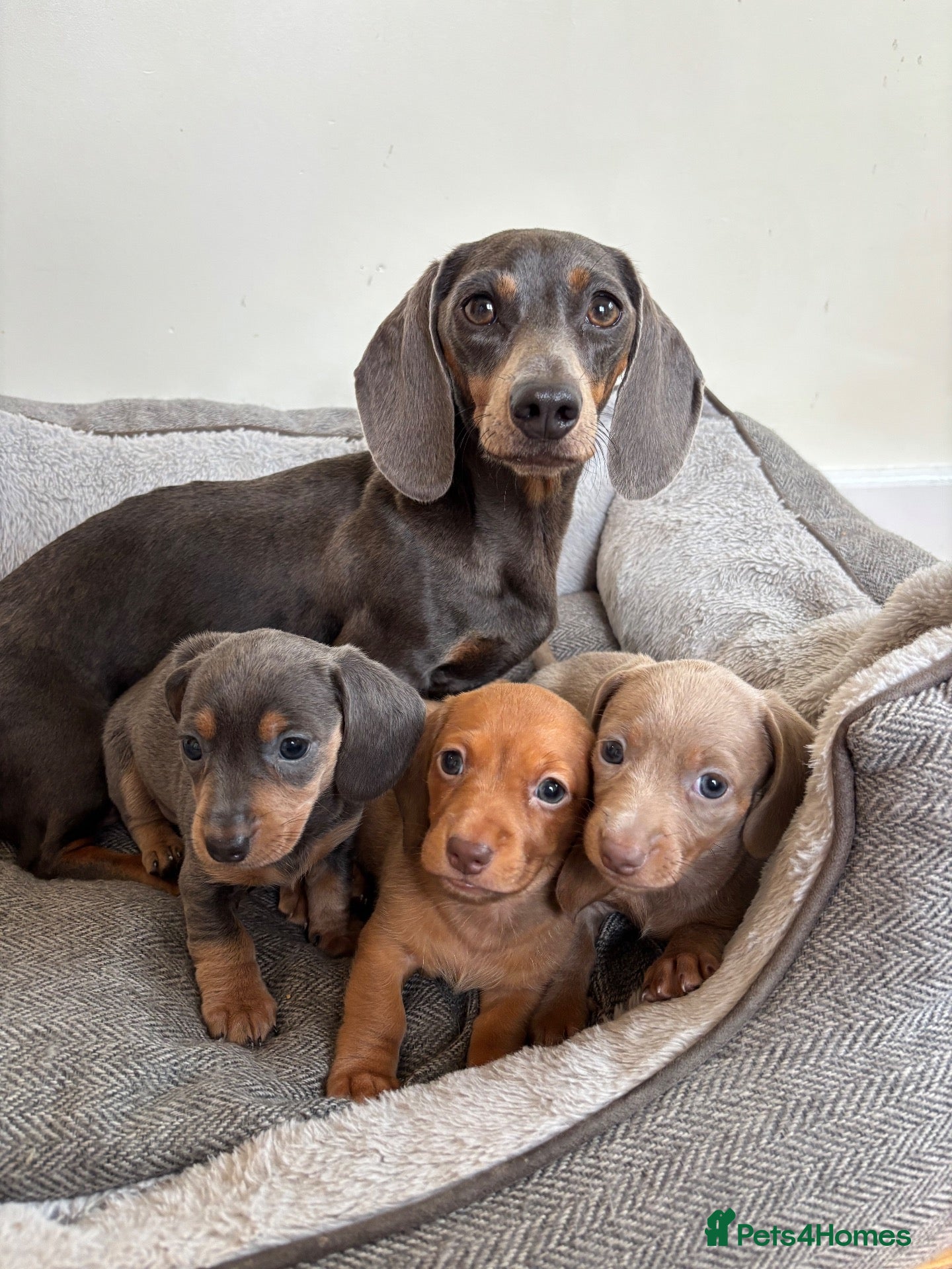 Miniature Dachshund dogs Miniature dachshunds long-haired - Advert 1