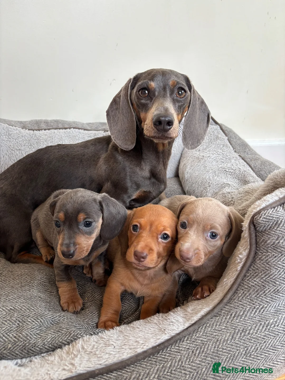 Miniature Dachshund dogs for sale:  Ready now PRA clear Miniature dachshunds - Advert 1