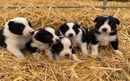 Border Collie dogs for sale: Border collies puppies - Image 2
