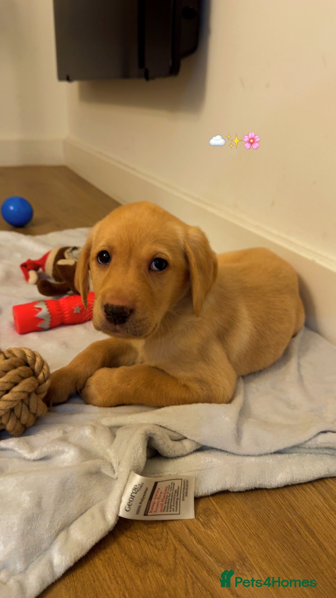 Labradoodle dogs for sale: Mr Miller Full Labradour Boy   - Advert 6
