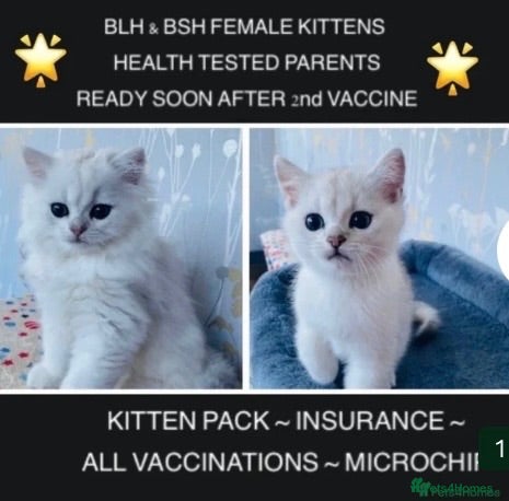 British Shorthair cats BEAUTIFUL BSH & BLH FEMALE KITTENS  - Advert 1