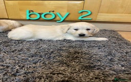Golden Retriever dogs for sale: 🥰First Class kc Golen Retriever boys🥰 - Image 8
