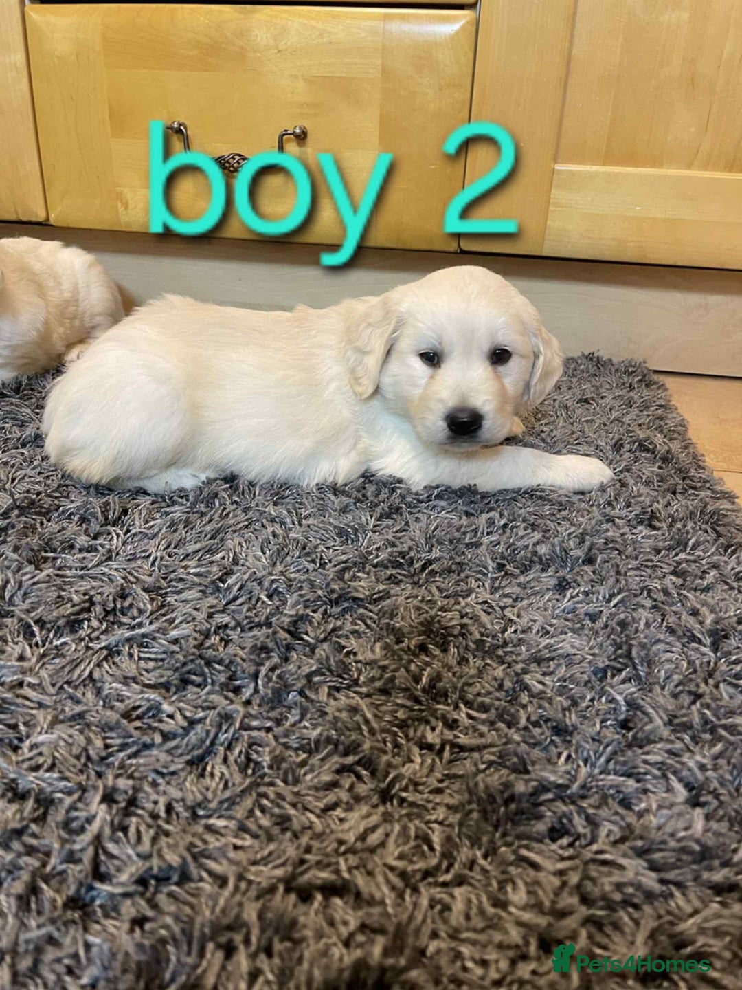 Golden Retriever dogs for sale: 🥰First Class kc Golen Retriever boys🥰 - Image 8