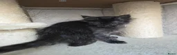 Maine Coon cats for sale: READY NOW Black Smoke Maine Coon Kitten - Advert 14