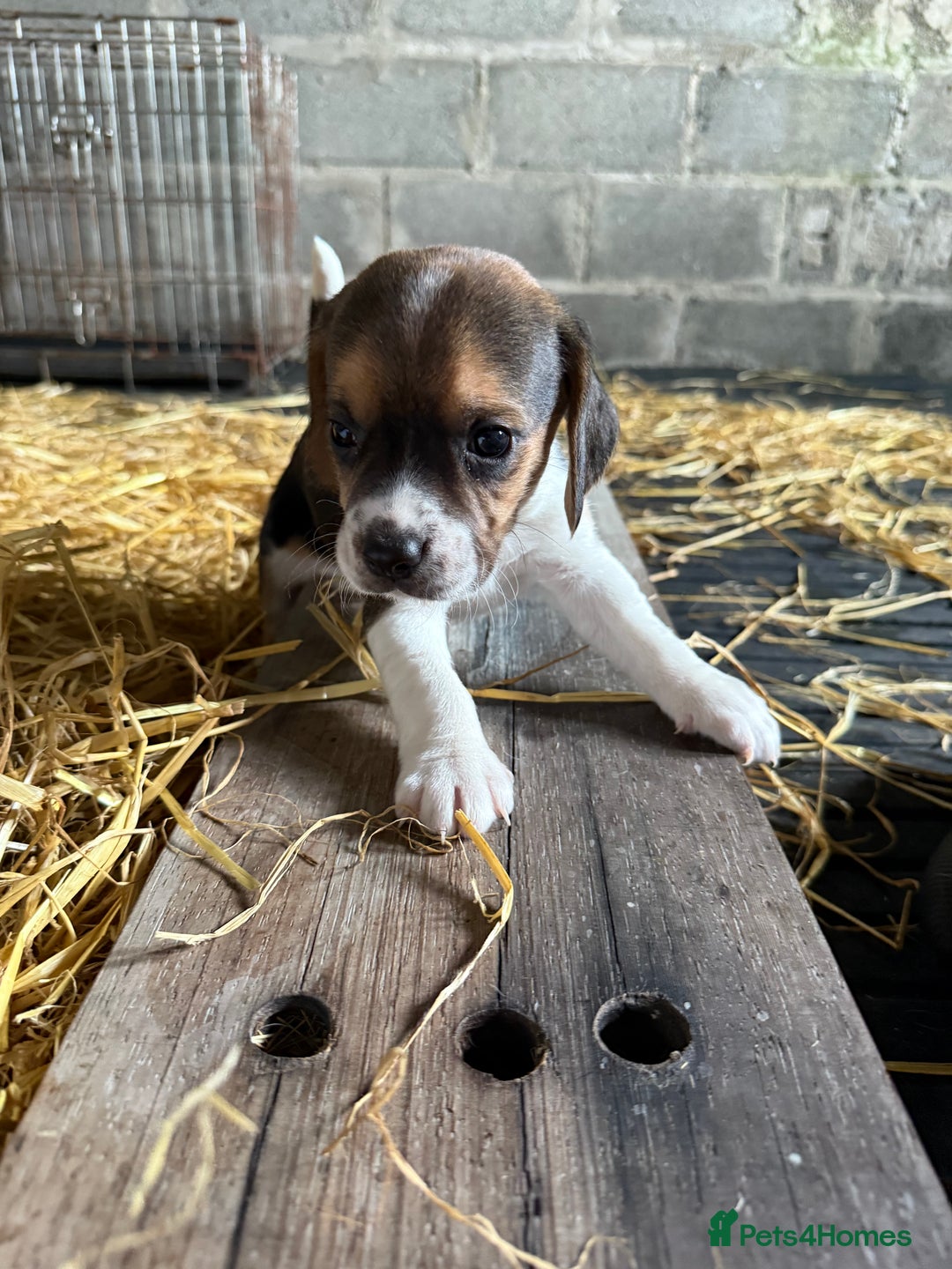 Beagle dogs for sale:  Beagle Pups - Parents DNA Tested - Image 2