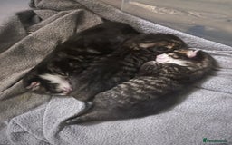 Mixed Breed cats for sale: 3 Healthy, Playful Kittens  - Image 2