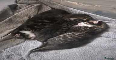 Mixed Breed cats - Advert 13