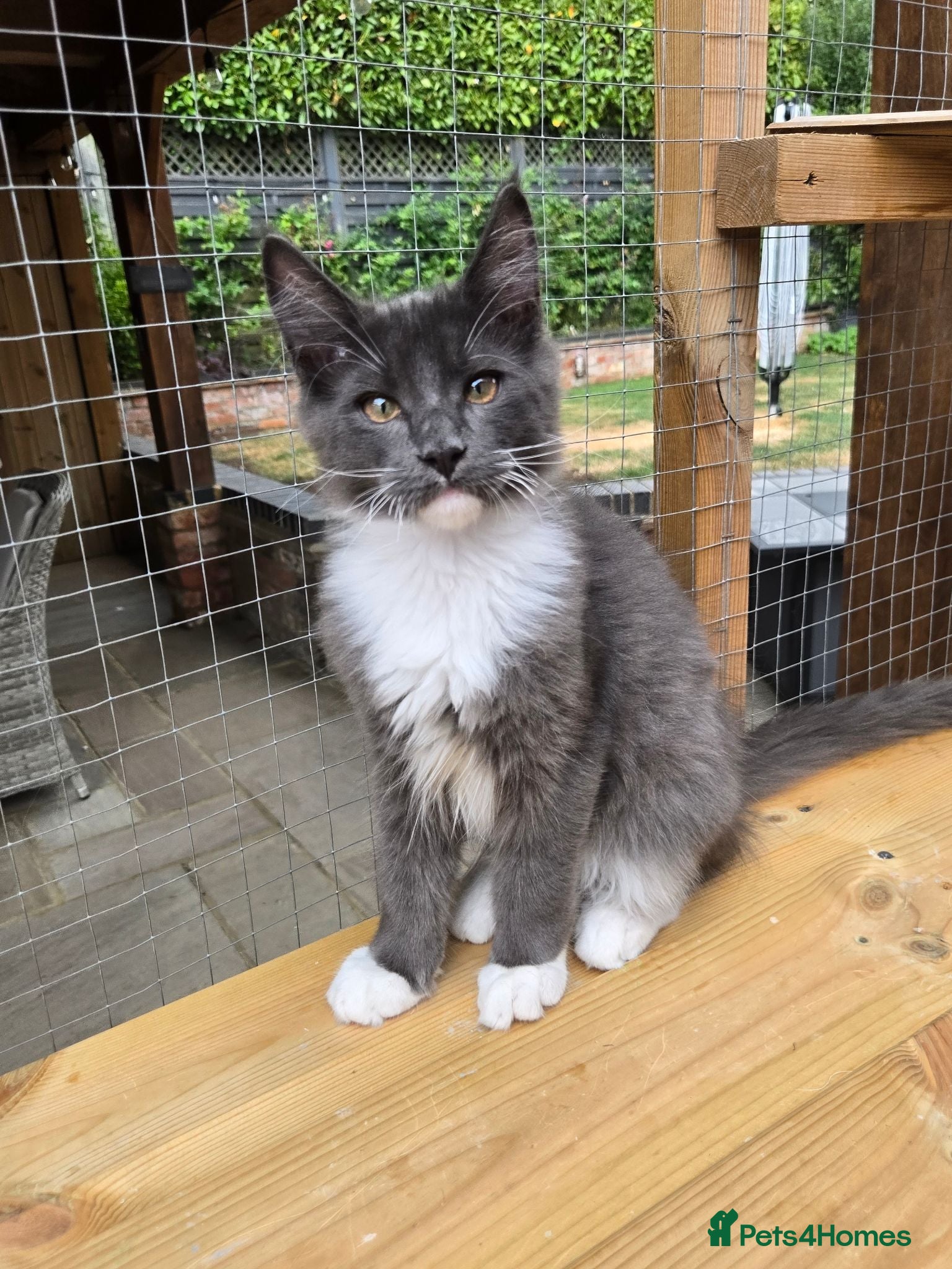 Maine Coon cats Stunning Pedigree Maine Coon kittens - Advert 15