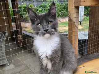 Maine Coon cats Stunning Pedigree Maine Coon kittens - Advert 14