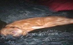 Mixed Breed cats for sale: Ginger kitten - Image 4