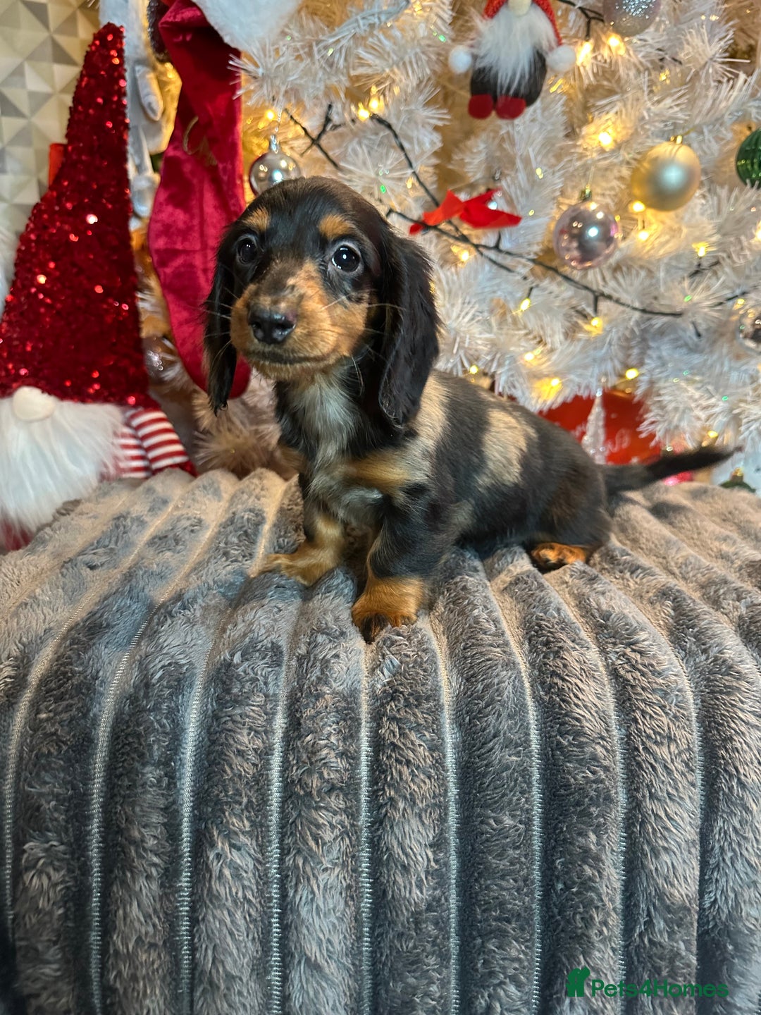 Miniature Dachshund dogs for sale: Long Haired Miniature Dachshund puppies - Advert 26