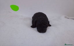 Cockapoo dogs for sale: Cockapoo puppies for sale - Image 6