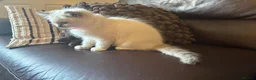 Ragdoll cats for sale: Beautiful Lilac Mitted Colourpoint Ragdoll Kittens - Advert 5